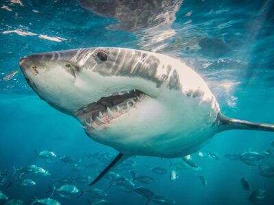 La acidificación de los océanos debilita los dientes de los tiburones