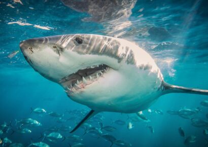 La acidificación de los océanos debilita los dientes de los tiburones