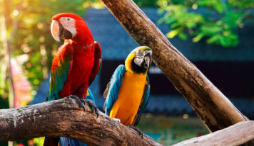 Medio Ambiente prohíbe exhibición de animales silvestres y exóticos en espacios públicos