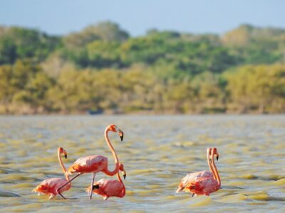 Retiran redes fantasma en Las Salinas para proteger flamencos y aves costeras