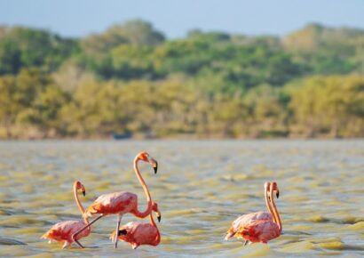 Retiran redes fantasma en Las Salinas para proteger flamencos y aves costeras