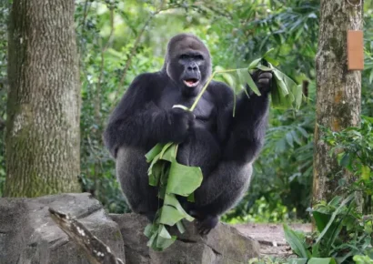 Animal Kingdom despide a Gino, su gorila más longevo, tras 44 años de vida y legado conservacionista