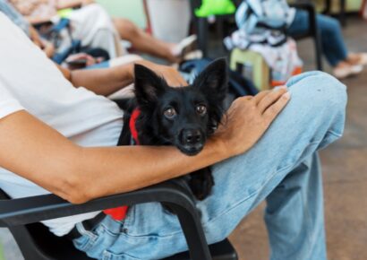 Alcaldía del DN ha realizado 30 jornadas de bienestar animal; más de 3,000 perros y gatos han sido esterilizados