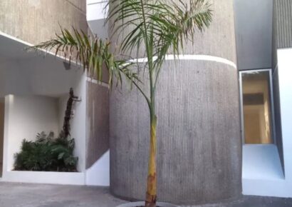 Escándalo! Una palma gana premio en Bienal