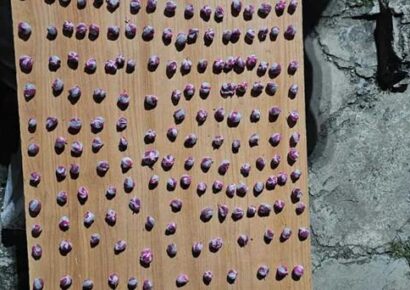 Desmantelan red de venta de drogas en Punta de Garza, Hato Mayor