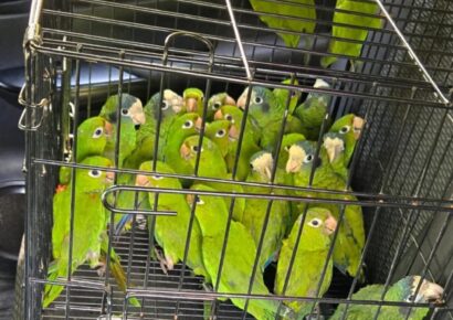 SENPA y Medio Ambiente rescatan 28 aves en veda en Dajabón