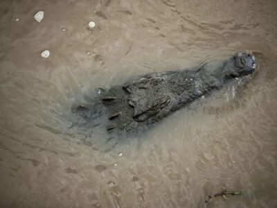 Autoridades sanitarias de Jamaica advirtieron que Huracán Melissa podría sacar cocodrilos de sus hábitats naturales