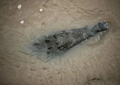 Autoridades sanitarias de Jamaica advirtieron que Huracán Melissa podría sacar cocodrilos de sus hábitats naturales