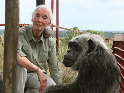 Fallece Jane Goodall, pionera en el estudio de los chimpancés, a los 91 años