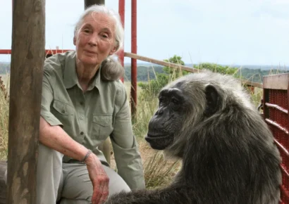 Fallece Jane Goodall, pionera en el estudio de los chimpancés, a los 91 años