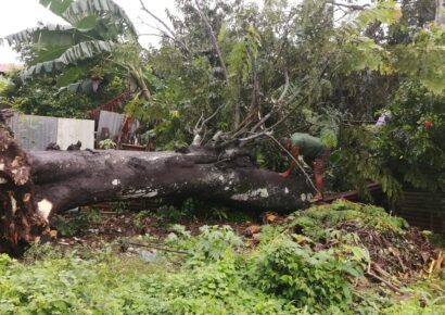 Bebé de 11 meses fallece tras caída de árbol sobre vivienda en comunidad de Dajabón