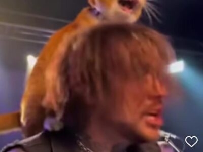 Gato “cantante” en concierto de metal se vuelve viral y genera dudas sobre si es real o creado con IA