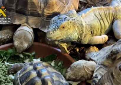 Guardia Civil interviene 472 animales exóticos en falso refugio de Ávila