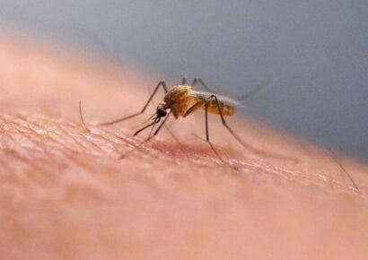 Salud Pública confirma tres casos importados de chikungunya en el país