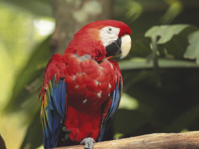 Medio Ambiente inicia registro obligatorio de animales exóticos en manos privadas