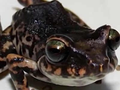 Hallan una nueva especie de rana en la Amazonía de Ecuador