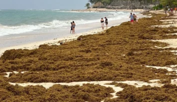 La ONU aprueba resolución sobre el sargazo impulsada por República Dominicana