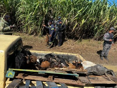 Recuperan vehículo robado con 14 chivos en su interior en Quisqueya, San Pedro de Macorís