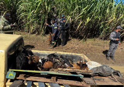 Recuperan vehículo robado con 14 chivos en su interior en Quisqueya, San Pedro de Macorís