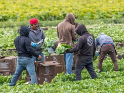 Fiscales demócratas rechazan nueva norma del Departamento de Trabajo que recorta salarios a trabajadores agrícolas con visa H-2A