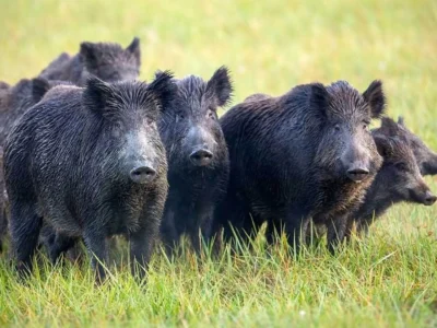 RD suspende importaciones de cerdo español tras brote de peste porcina africana