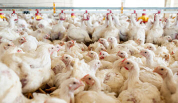 ADA asegura suministro de pollo y control de precios en Navidad