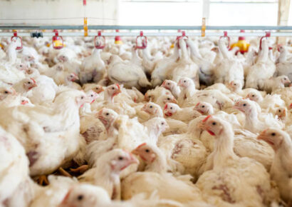 ADA asegura suministro de pollo y control de precios en Navidad