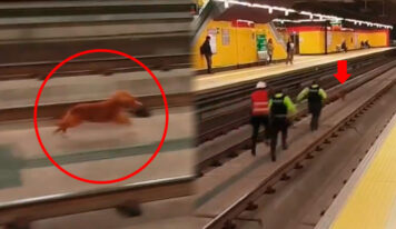 ¡No lo vas a creer! Persecución peluda: Un perro y un gato paralizan el Metro de Quito