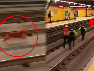 ¡No lo vas a creer! Persecución peluda: Un perro y un gato paralizan el Metro de Quito