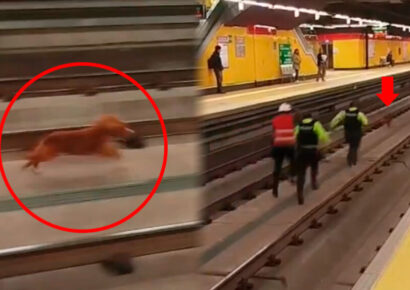 ¡No lo vas a creer! Persecución peluda: Un perro y un gato paralizan el Metro de Quito