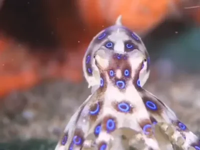 Turista británico graba pulpo mortal sin imaginar que era un pulpo de anillos azules, uno de los animales más venenosos del planeta