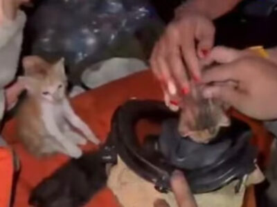 Bomberos rescatan tres gatitos durante incendio en ferretería de la avenida Independencia