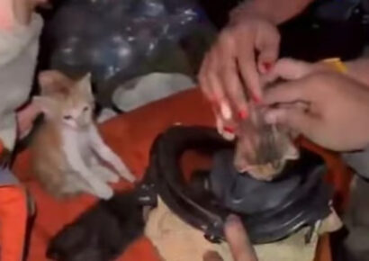 Bomberos rescatan tres gatitos durante incendio en ferretería de la avenida Independencia