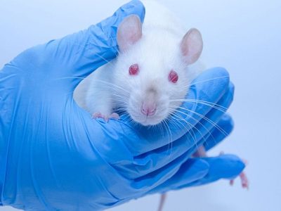 Eliminan tumores de páncreas en ratones con éxito mediante una innovadora triple terapia