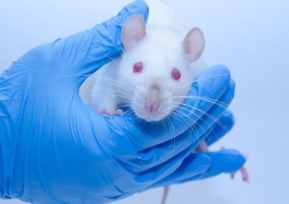 Eliminan tumores de páncreas en ratones con éxito mediante una innovadora triple terapia