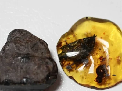 Científicos descubren nueva especie de árbol productor de ámbar en el sur de México