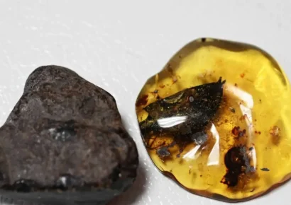 Científicos descubren nueva especie de árbol productor de ámbar en el sur de México