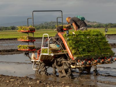 Inician siembra de arroz sostenible en parcelas del Bajo Yuna