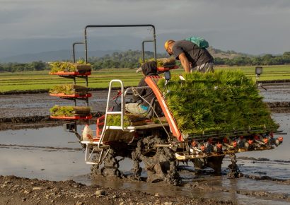 Inician siembra de arroz sostenible en parcelas del Bajo Yuna