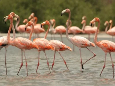 Flamencos rosados regresan a la Ciénaga de la Virgen en Cartagena tras avances en su recuperación ambiental