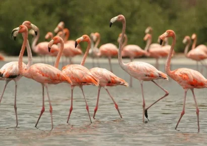 Flamencos rosados regresan a la Ciénaga de la Virgen en Cartagena tras avances en su recuperación ambiental