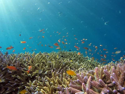 El Tratado de Alta Mar entra en vigor este sábado para proteger los océanos internacionales