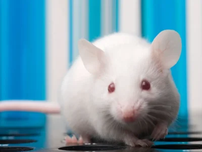 Investigadores en China logran que ratones con dos padres tengan descendencia por primera vez