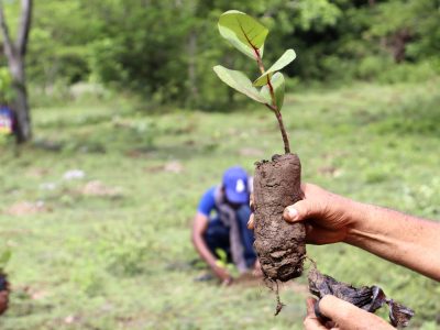 Medio Ambiente aclara que las plantas para fines de reforestación no se comercializan