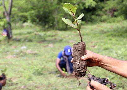 Medio Ambiente aclara que las plantas para fines de reforestación no se comercializan