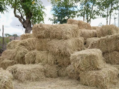Agricultura pone en marcha venta de pacas a precio subsidiado para ganaderos de la Línea Noroeste