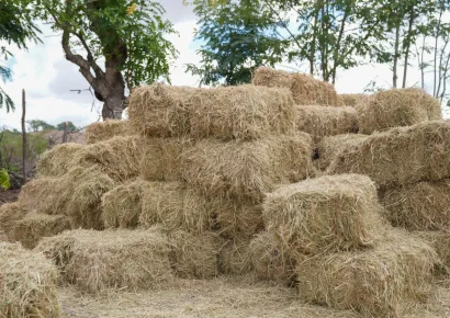 Agricultura pone en marcha venta de pacas a precio subsidiado para ganaderos de la Línea Noroeste