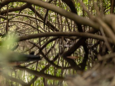 Medio Ambiente resalta la importancia de los humedales en su día mundial y siembra mangles en San Cristóbal