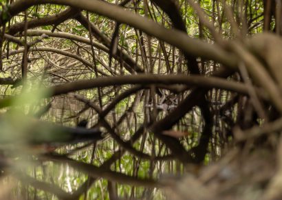 Medio Ambiente resalta la importancia de los humedales en su día mundial y siembra mangles en San Cristóbal