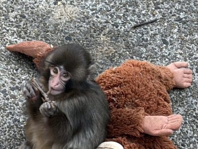 Rechazado por su madre, un pequeño macaco encuentra cuidado y esperanza en un peluche